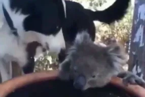 Australia, così il cane aiuta il koala